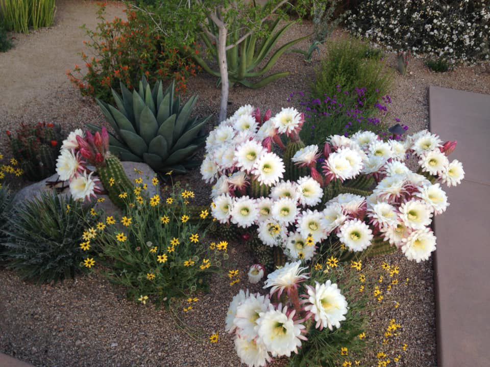 Cactus blooms